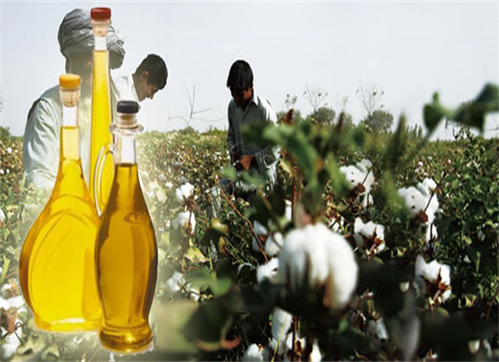 Molino de aceite de girasol de las mejores ventas a precio económico